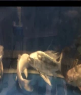 6 NO’S BIG SIZE OF BEAUTIFUL BUTTERFLY FISHES FOR SALE AND OTHER 5 FISHES ARE FREE