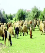 مطلوب ممول لمشروع اغنام بلديه في الاردن...