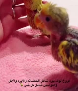 جميع انواع اللوف بيرد اقرا الوصف