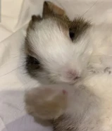 للبيع ارنب لعوب حيييل