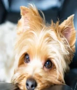 1.4-year-old female Yorkshire with a golden coat.