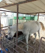 حصان عمره سنتين