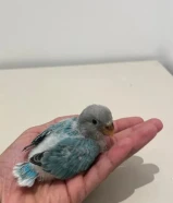 فروخ لوفبيرد روز/ كويكر/ كروان عس للبيع والتوصيل مجاني