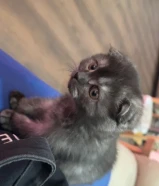 قط ذكر سكوتش فولد عمره شهرين