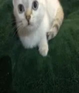 مو للتبني قط سيامي