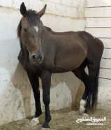 خيل انجليزي مدرسه وخيل بلدي مدرسه ــــــــ يوجد جمبع اغراض الخيل