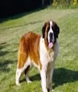 Saint Bernard سان برنارد