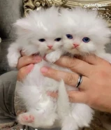 قط كيتن شيرازي بيور لونج هير بيكي فيس