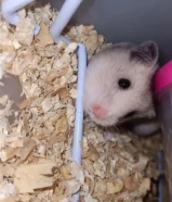 hamster هامستر