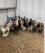 فروخ دجاج للبيع