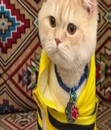 للتبني ذكر