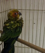 للبيع فرخ صن كنيو