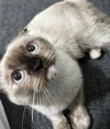 قطوه مهجنه سكوتش فولد و سيامي للبيع