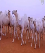 حلاقة وغسيل ابل لي جميع مناتق الكويت