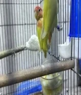 زوج لوفبيرد تحتهم فرخين عمر سبوع