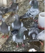 زاجل وبغدادى ولاحم منتجون