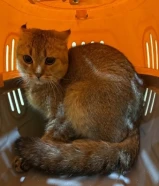 قطط اسقوطشي للبيع