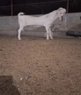 شراء وبيع أبقار وغنم وماعز