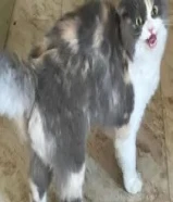 لتبني قطه شيرازيه