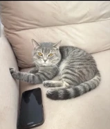 سكوتش فولد للتبني مع اغراضه لدواعي السفر