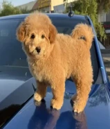 توي بودل نثيه عمرها شهرين ونص حالتها ممتازه جدا