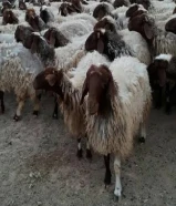 غنم نعيمي للبيع في الكويت
