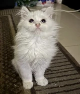 قطه شيرازي كيتن للبيع