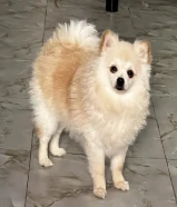 كلب بيور مع دفتر تطعيمات يوجد انثي وذكر