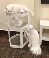 مطلوب قطة انثى للتزاوج