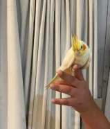 كروان ربوه مع القفص