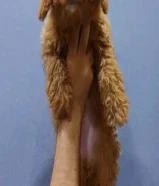 بودل نثيه للبيع