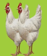 للبيع دجاج فرنسي بياض