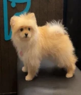 كلبه بومرينيان كيوته وهاديه تلعب مع الاطفال