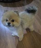 للبيع جلبين بمرانين