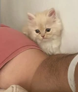 cats (choose what you like)