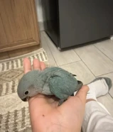 طير فرح روز للبيع