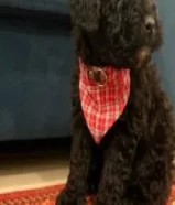 للبيع بودل تيكب عمرها 4 شهور مطعمه