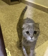 للتبني سكوتش فولد