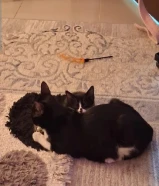 قطط للبيع 3 اشهر