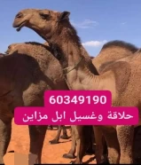 حلاقة وغسيل ابل جرد كامل