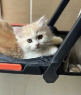 للتبني قطط شهرين
