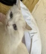 قطة عمرها سنة حنونة جدا طالبة التزاوج