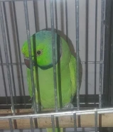 للبيع بي بي متو