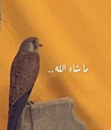حميميج للبيع مدرب مع اغراضه الدس ولبرقع وسبوق