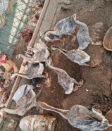 وز كندي 15 حبه صغار و وسط من شهرين الى 4 شهور مكس