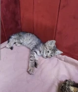 قط للتبني وليس للبيع