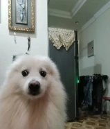 سبيتز للبيع لعدم التفرغ