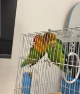 طيور فشر زوج