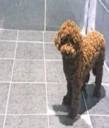 كوريان بودل حجم صغير