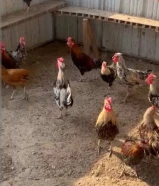 للبيع دياكه عربي الموقع: الهجن كبد العدد:150 تقريباً سعر الحبه:1:500